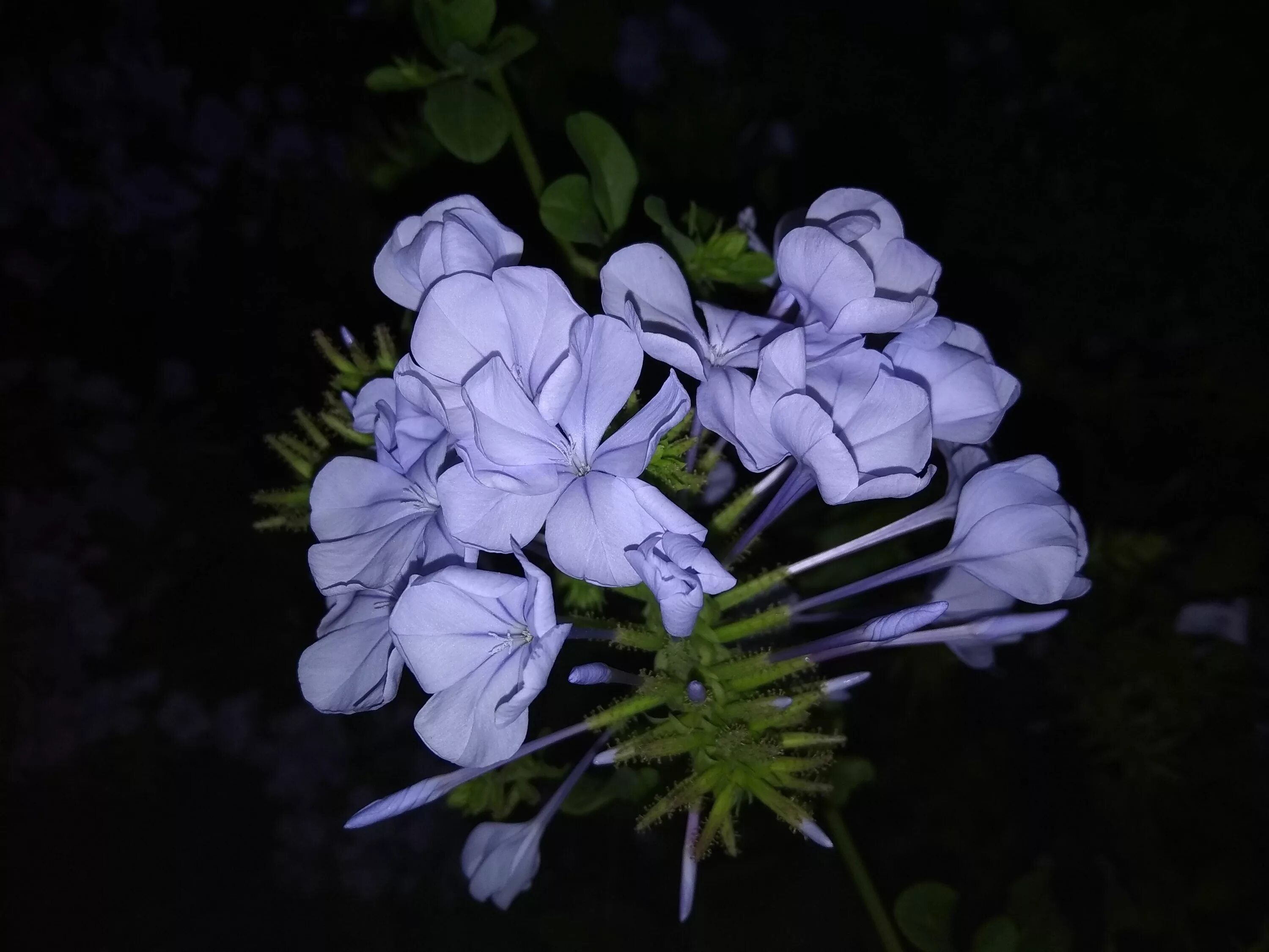 Цветы которые открываются ночью