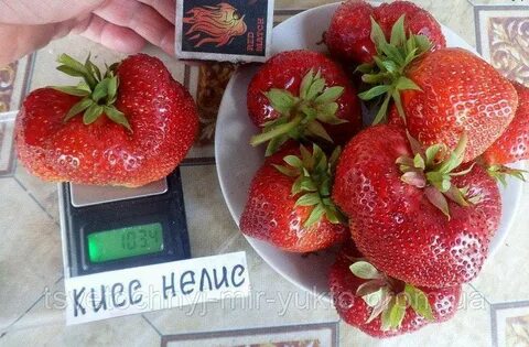 Клубника кисс неллис отзывы