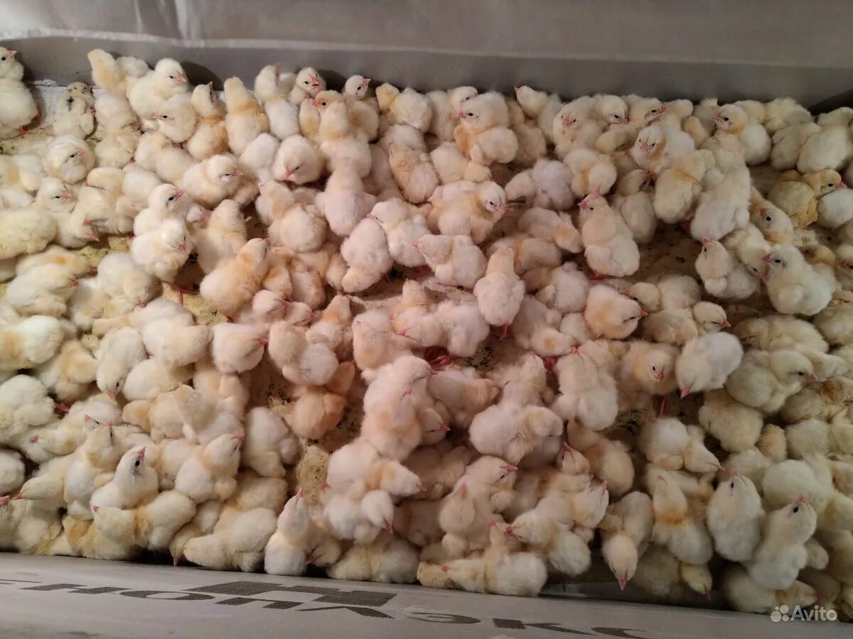 Купить цыплят в челябинской области
