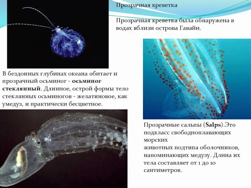 Свободноплавающая личинка. Свободноплавающая личинка. Личинка жука кожееда. Свободноплавающие личинки. Свободноплавающие сальпы.