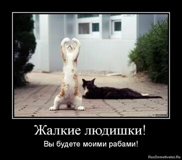 Жалкий раб