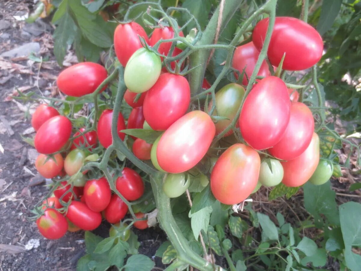 Томат Чио Чио Сан: описание сорта, ОТЗЫВЫ (51), фото, урожайность tomatland.ru