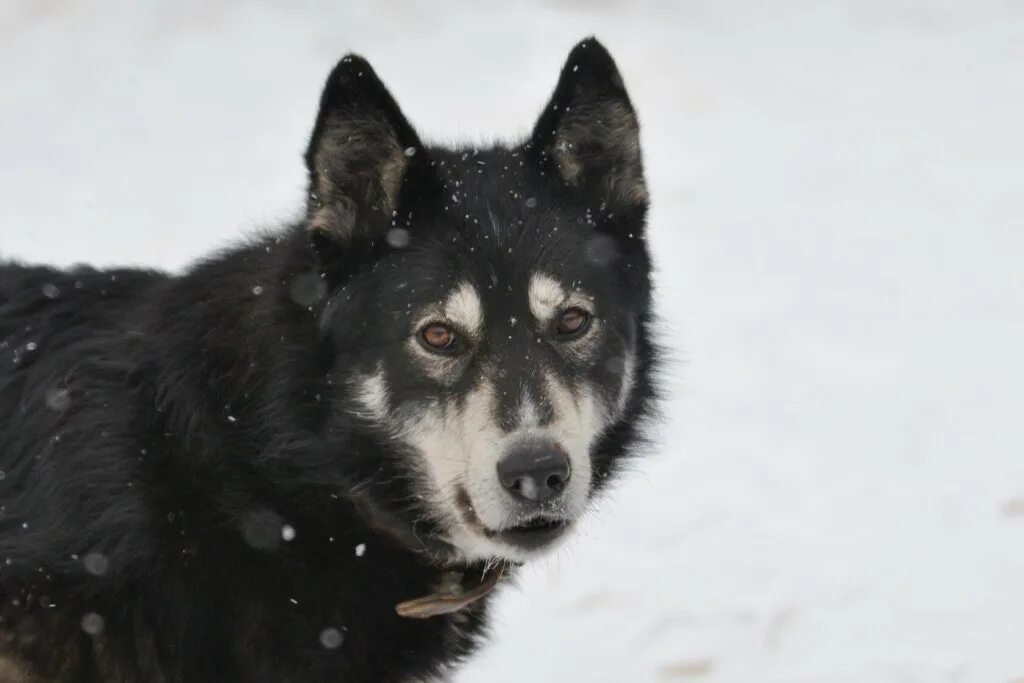 собаки потеряшки москва область. потеряшки собаки москва и московская область. собаки потеряшки в москве. потеряшки собаки красноярский край. потеряшки собаки.