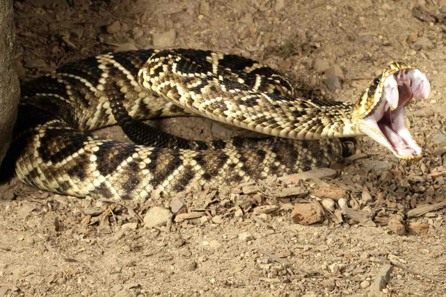 Snake bites. Гремучая Гюрза. Гремучая змея Гюрза. Eastern Diamondback Rattlesnake. Гремучие змеи обитающие в Калифорнии.