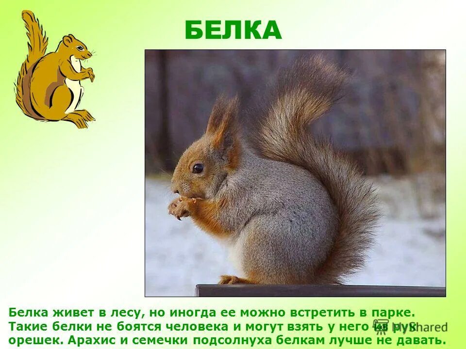 Сообщение на тему дикие животные. Белка для презентации. доклад про белку. доклад про белок. сообщение о белке.