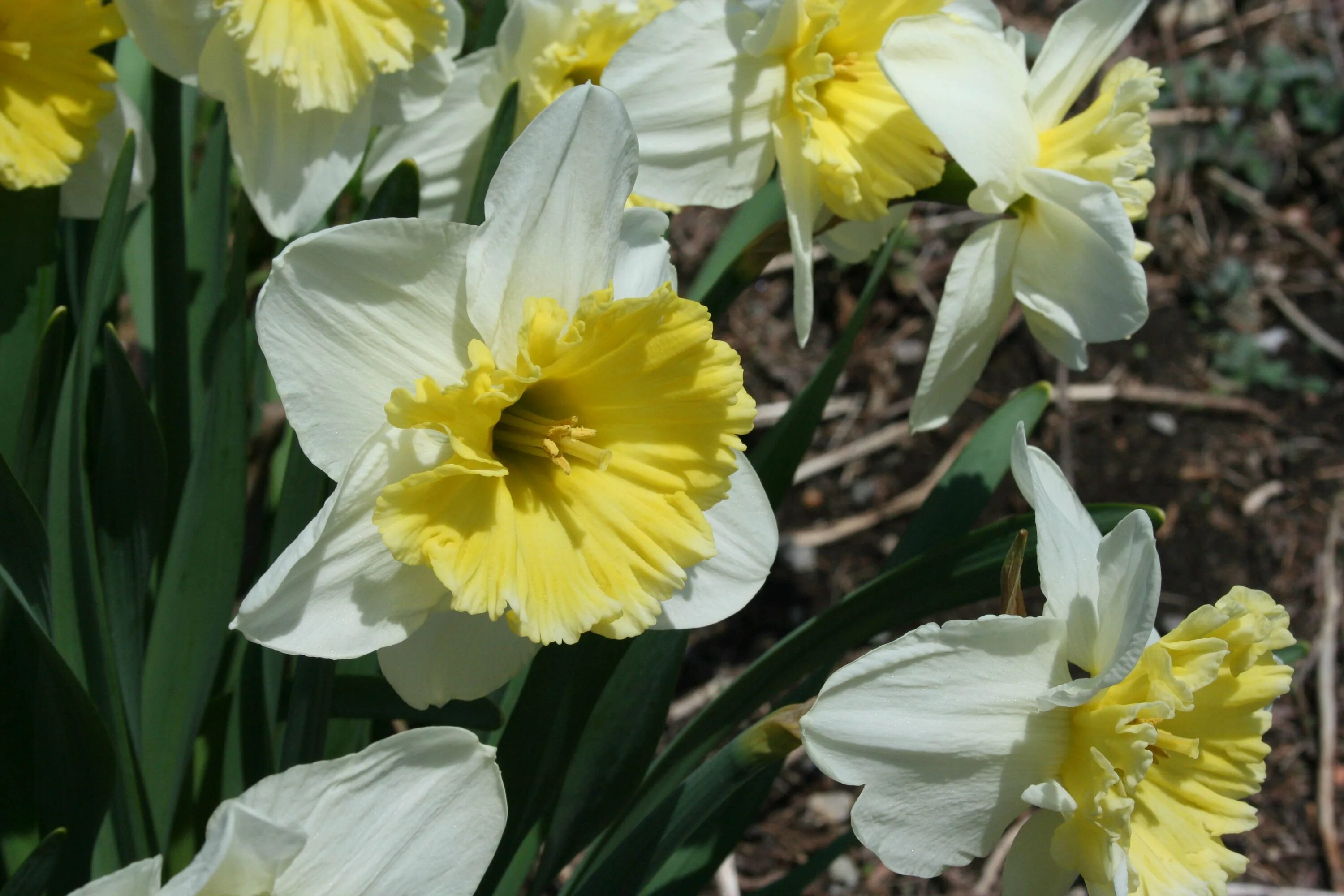 Нарцисс айс. Нарцисс Narcissus Ice Follies айс фоллис. Нарцисс крупнокорончатый Ice Follies. Нарцисс крупнокорончатые "айс фоллис". Нарцисс Брайт Сан.