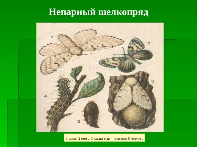 Какое развитие у шелкопряда. Непарный тутовый шелкопряд. Непарный шелкопряд самец и самка. Тутовый шелкопряд бабочка. Кладка яиц непарного шелкопряда.