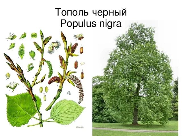 Тополь черный осокорь. Тополь черный (Populus nigra). Тополь черный, осокорь – Populus nigra. Тополь чёрный и Тополь пирамидальный. Тополь множественное