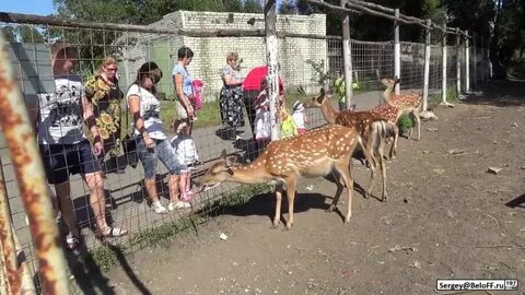 Работа старый оскол зоопарк