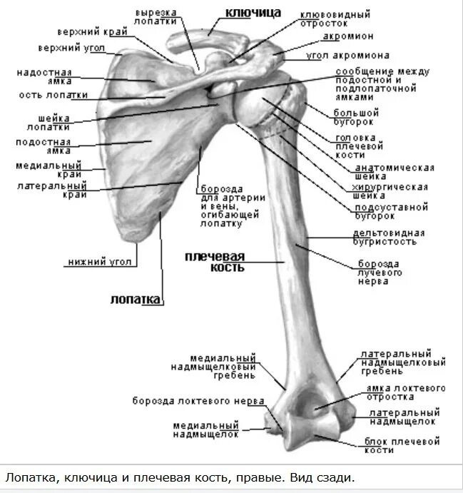 Лопатка кость человека на скелете. Плечевая кость строение на скелете. Пояс верхних конечностей анатомия латынь. Верхняя конечность анатомия плечевая кость.