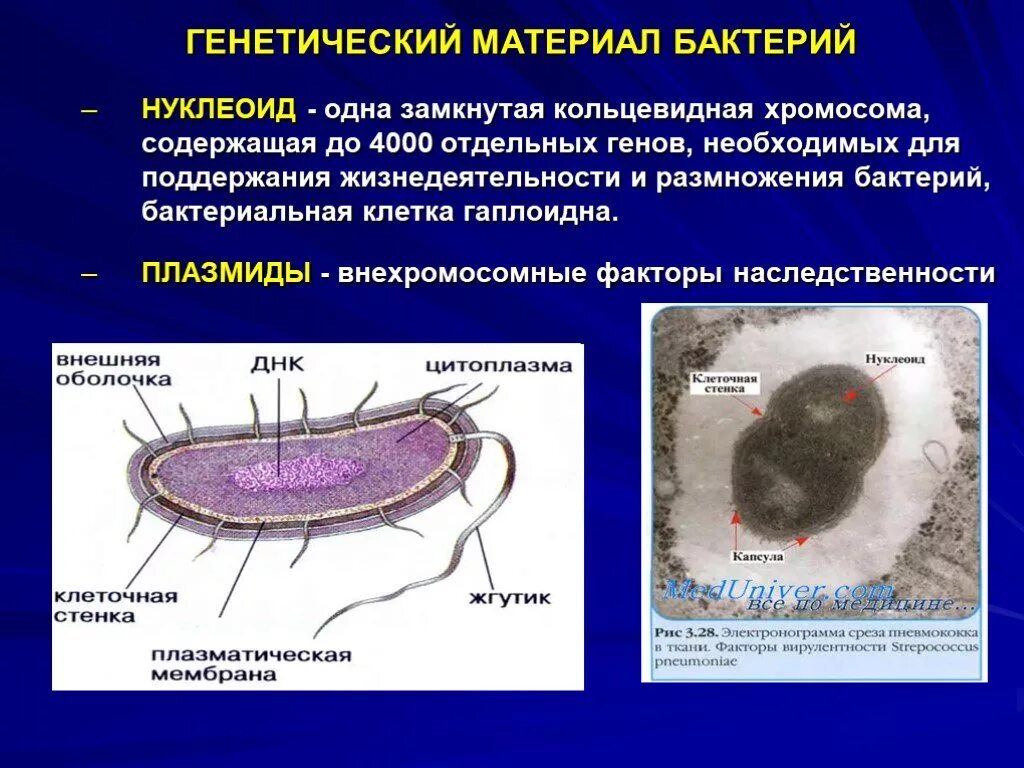 Наследственный аппарат бактерий – нуклеоид. Наследственный материал клетки бактерий. Плазмида в прокариотической клетке. Генетический материал бактерий микробиология. Наследственная информация у бактерий