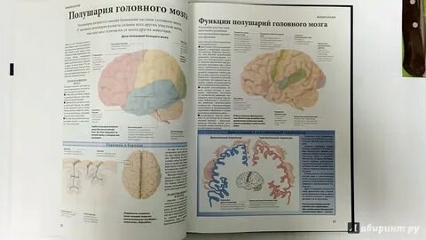 Происхождение мозга