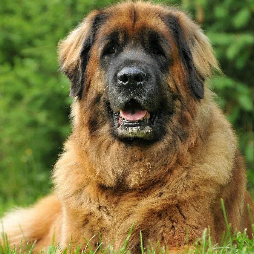 leonberger-kwiatki-zolte.jpeg (1280 × 960) Leonberger dog, Leonberger, Cute anim