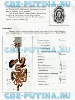 Биология 8 класс стр 38 вопросы