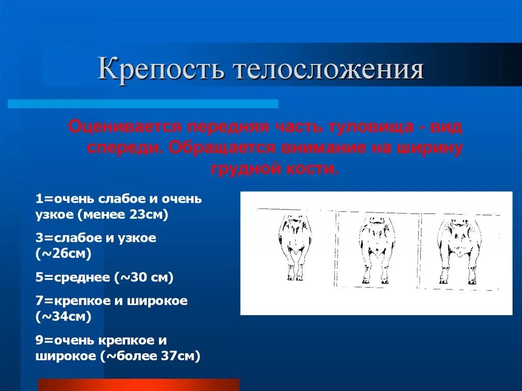 Типы телосложения животных. Виды телосложения животных. крепость телосложения. типы телосложения у животных. типы телосложения кошек.