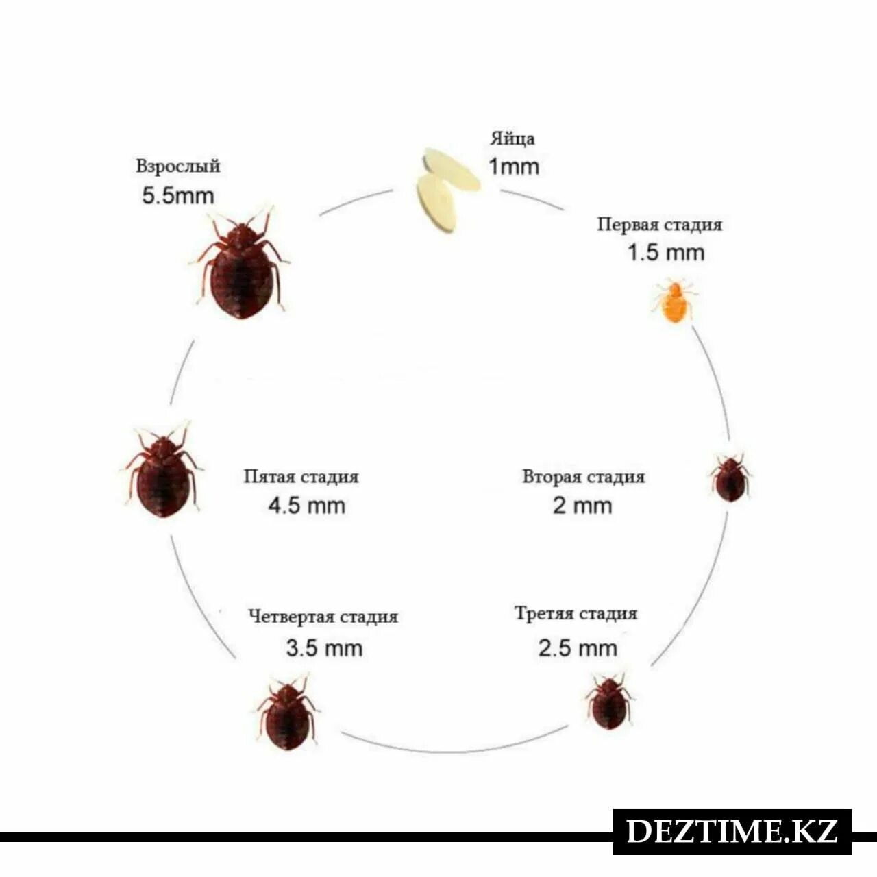 Какое развитие у клопа. Цикл развития постельного клопа схема. Личинки постельных клопов Размеры. Постельный клоп размер как выглядит. Как выглядит клоп постельный на 1 стадии.
