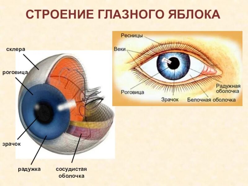 Какая функция зрачка