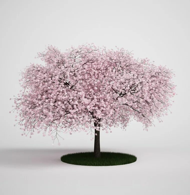 Сакура виев модел. Сакура модель. 3d дерево. сакура дерево 3д модель. розовое дерево 3д.