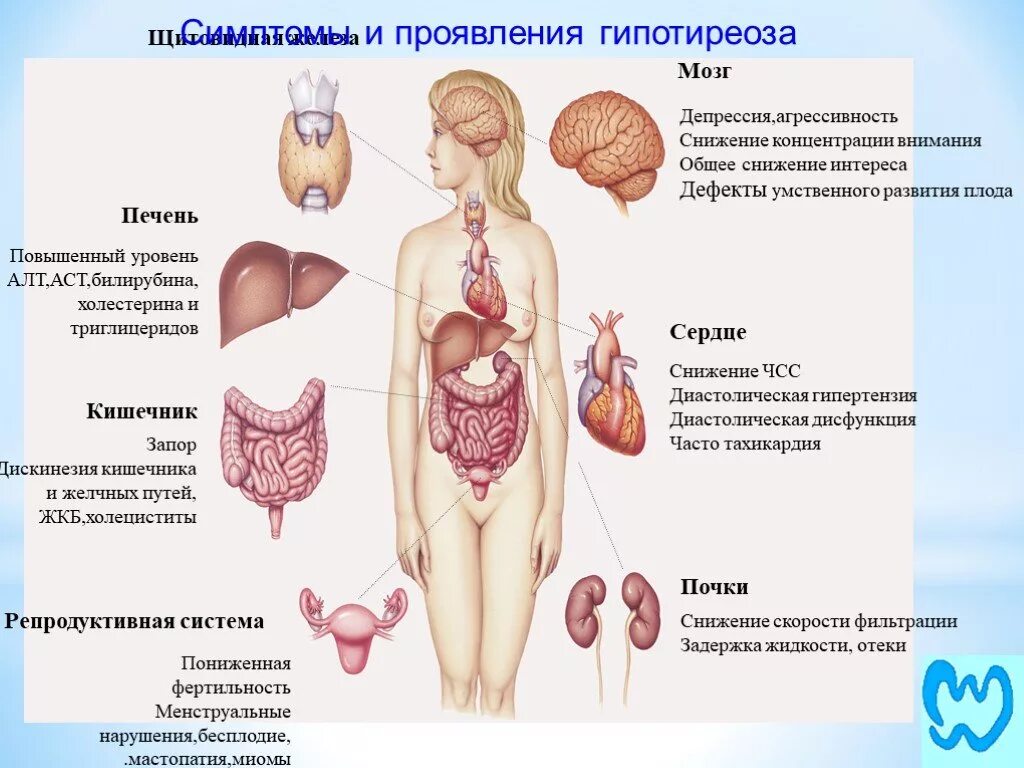 Осложнения гипертиреоза и гипотиреоза. Гипотиреоз щитовидной железы симптомы. Основные симптомы гипотиреоза. Повышен железа печень