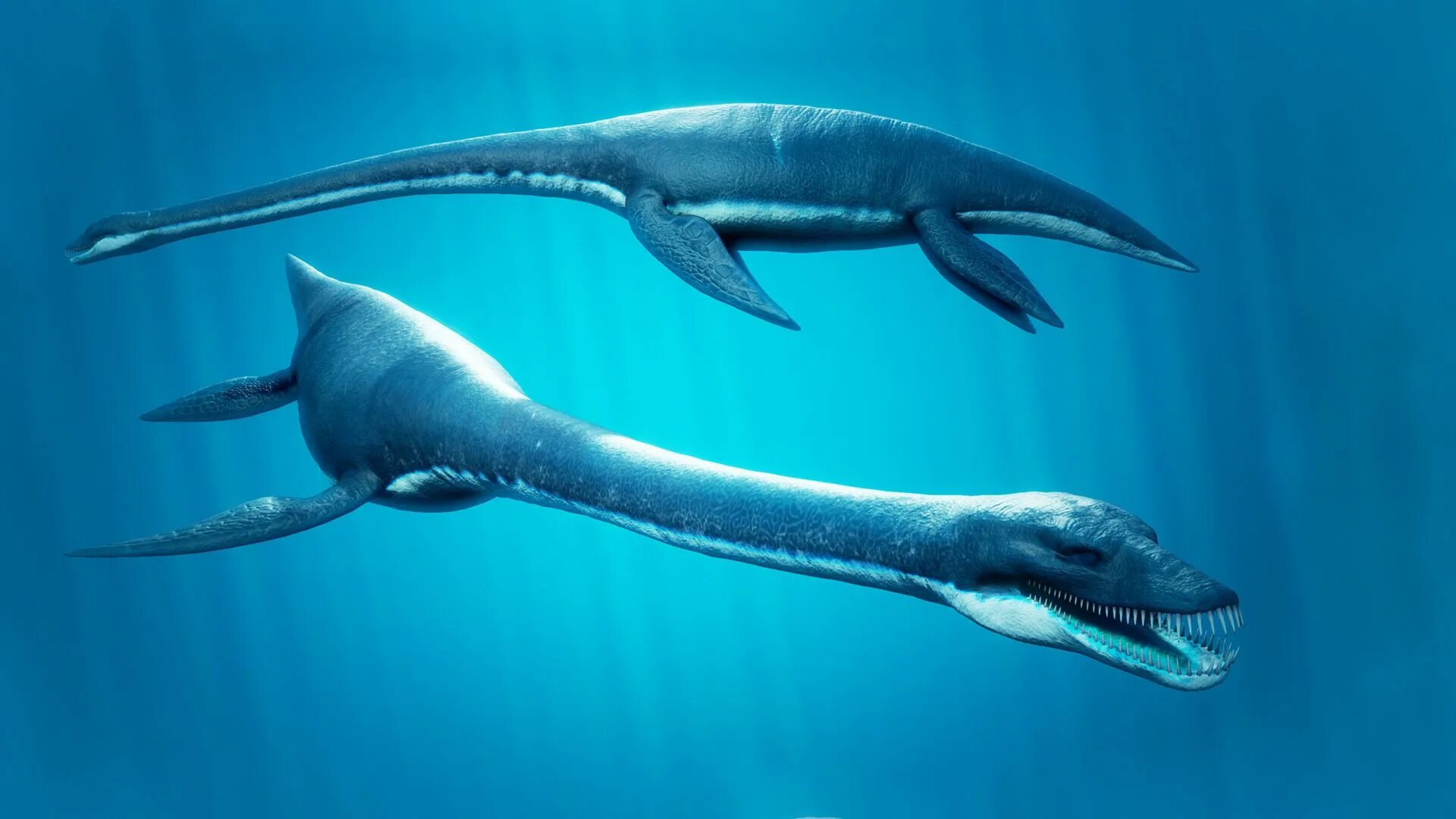 Морской ящер эласмозавр. Elasmosaurus platyurus. Эласмозавр. Эласмозавр. Эласмозавр и плезиозавр.