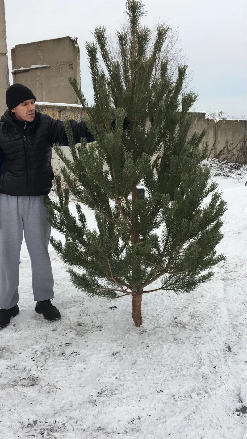 реклама живых елок. как выбрать сосну на новый год. красиво украсить сосну дождем. как выбрать живую елку. пихта нордмана.