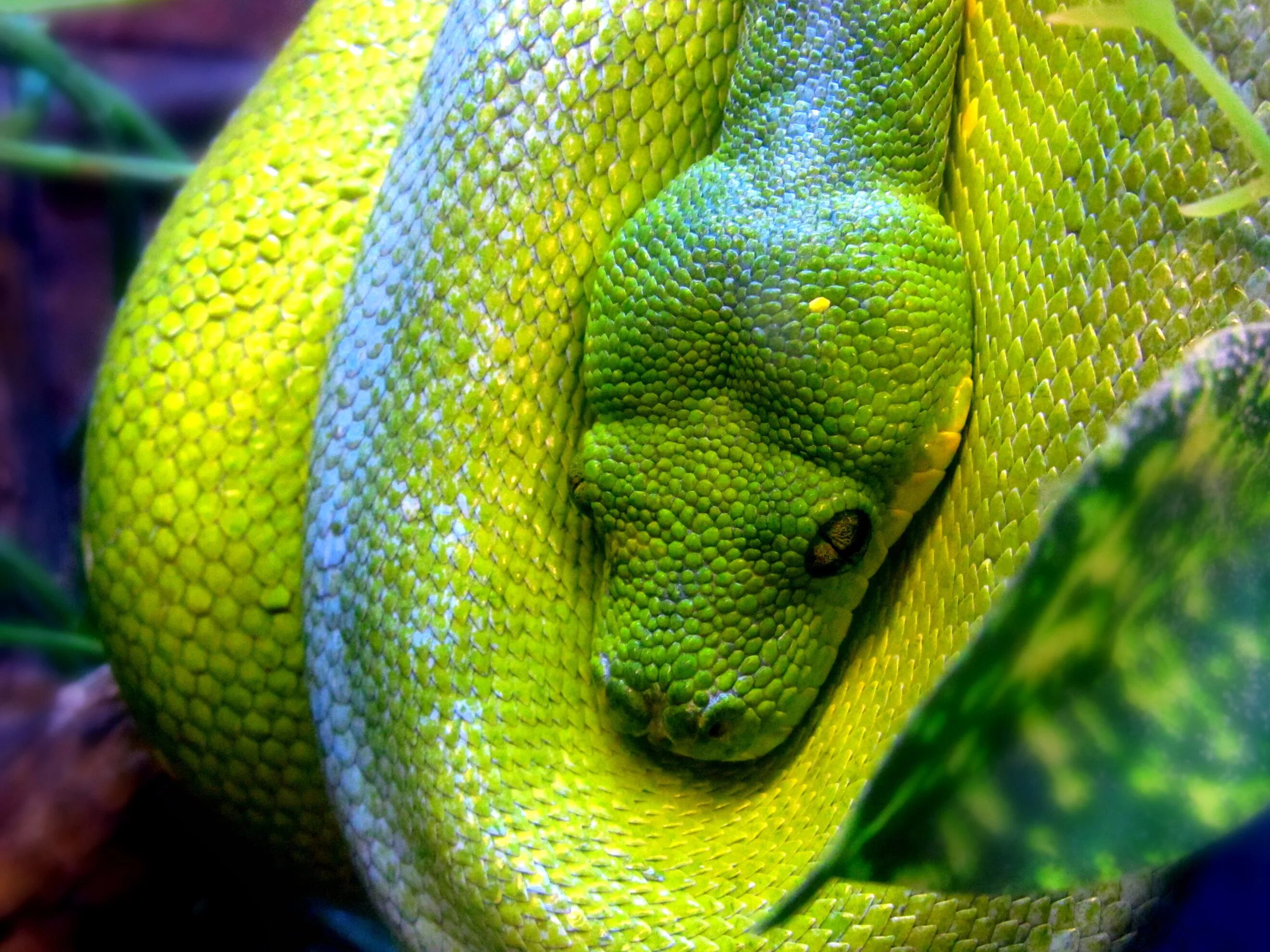 Деревья python
