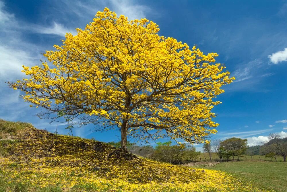 Кортес дерево. Арагуаней дерево. Кебрачо дерево. Золотое дерево. Golden tree