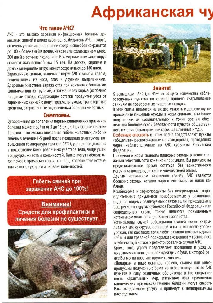 Африканская чума у поросят симптомы. Профилактика вируса африканской чумы свиней. Африканская чума признаки. Африканская чума признаки. Возбудитель африканской чумы свиней.