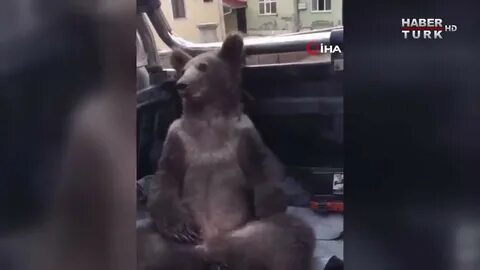 Медведь съел банку