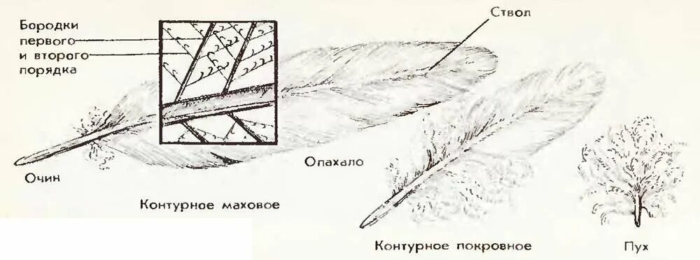 Рисунок контурного пера птицы. Пуховое перо голубя строение. Контурное перо голубя строение. Строение пухового пера птицы. Строение пухового пера рисунок.