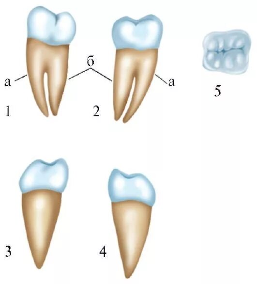 Коренной зуб в челюсти. Моляры верхней челюсти анатомия. Третий Нижний моляр анатомия. Третий моляр нижней челюсти анатомия. Анатомия зуба моляра нижней челюсти.