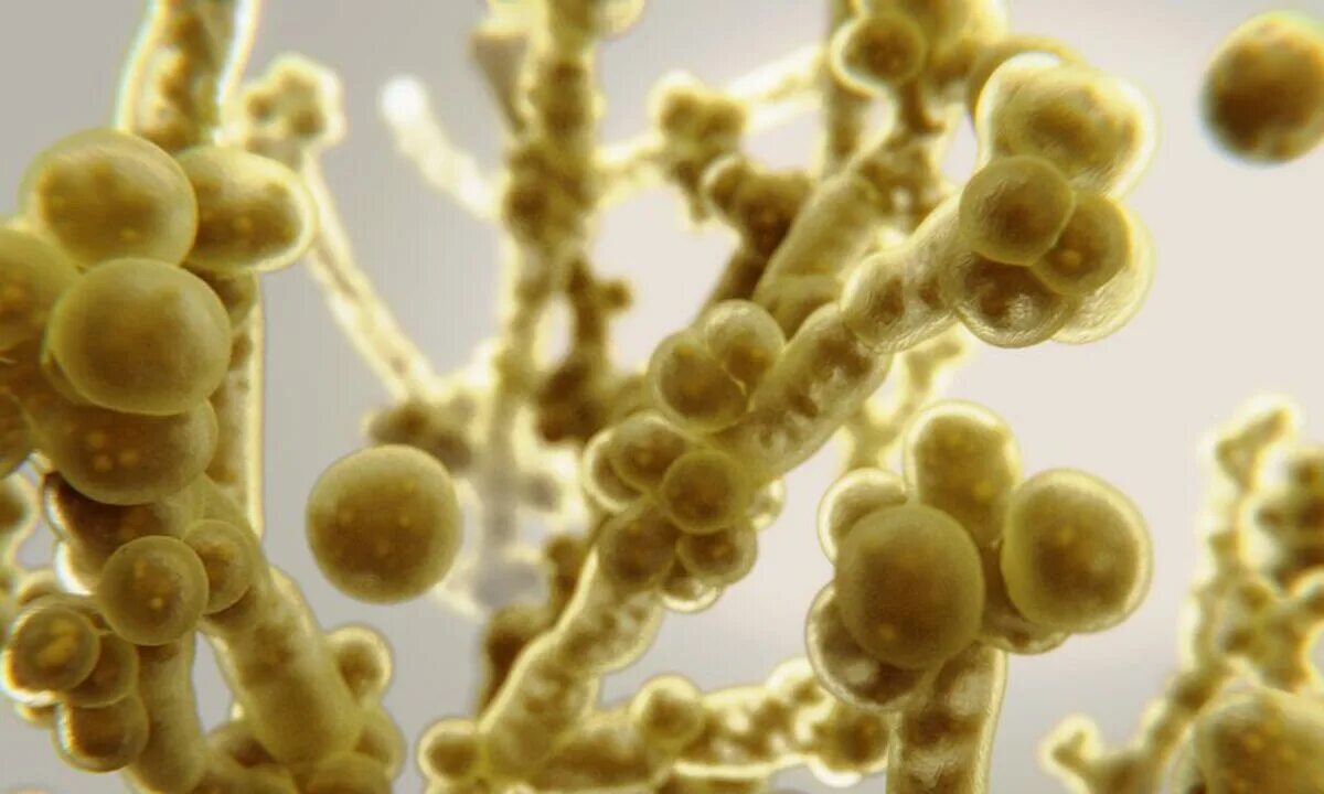 Патогенные грибы споры. Как выглядит грибок кандида под микроскопом фото. Новый грибок Candida Auris.