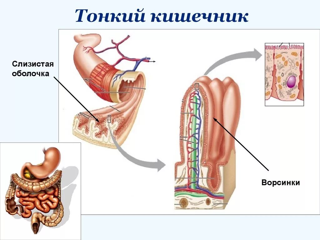 Кишка тонка значение