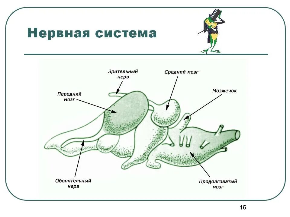 Нервная система земноводных 7 класс биология. Схема строения нервной системы земноводных. Нервная система амфибий схема. Строение головного мозга лягушки. Нервная система земноводных схема.