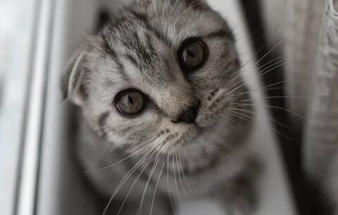 Серая вислоухая кошка