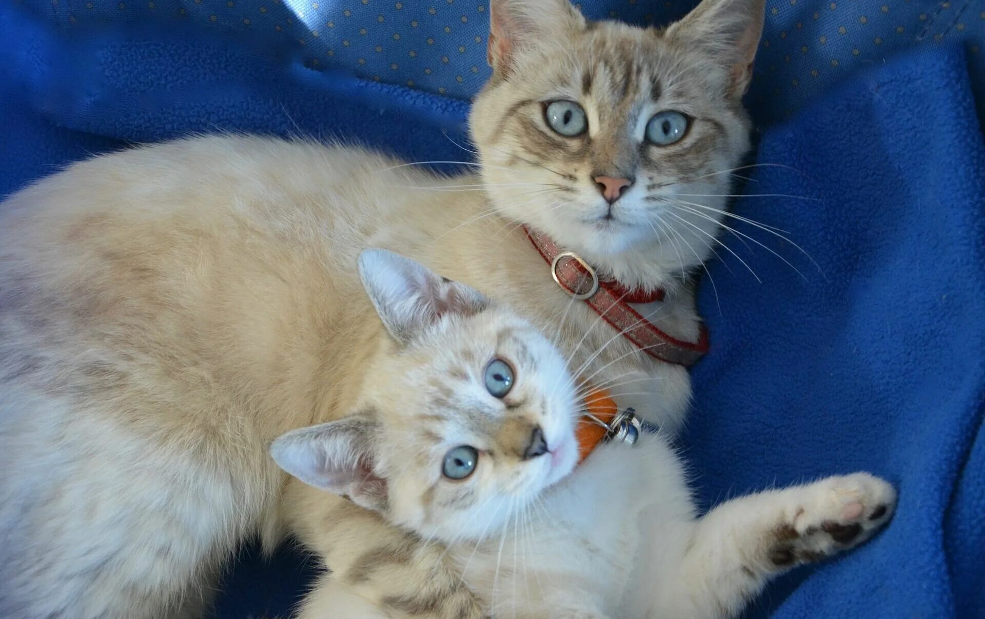 Мамины коты