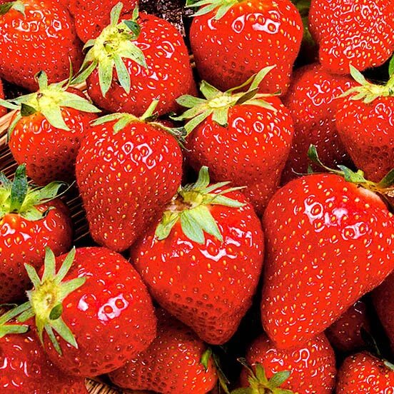 Garden to Table: Farmer Gracy’s Guide to Strawberries - Farmer Gracy's Blog