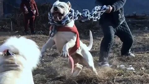 Дог бои видео