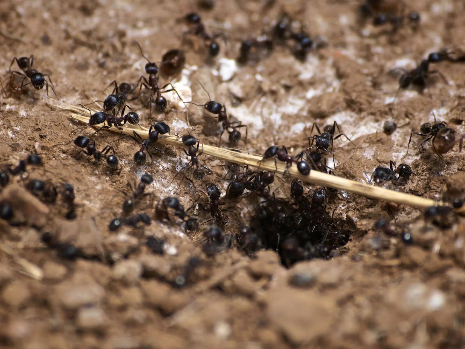 Муравьи в муравейнике. Муравейник муравьёв. Колония муравьев. Хлопотливые муравьи. Наблюдаем за муравьями