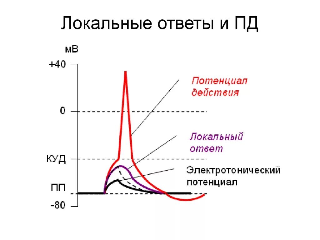 Локальный ответ это фаза потенциала действия. Электротонический потенциал локальный ответ потенциал действия. Отличия локального ответа от потенциала действия. Локальный потенциал клетки. Максимальное использование потенциала