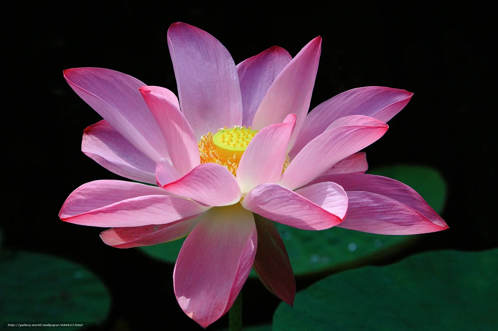 Индийский лотос цветок. Индийский лотос бутон. Лотус нелюмбо цветок. Лотос орехоносный бутон. Индийский лотос.