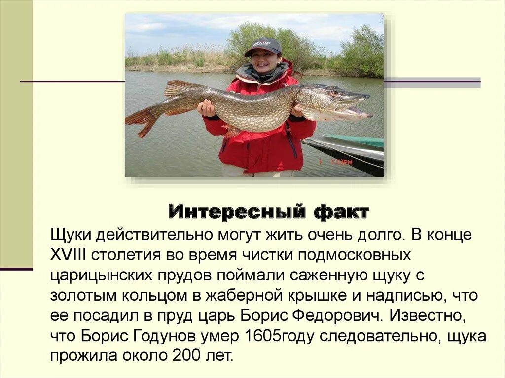 Интересные факты о щуке. Щука презентация. Интересные факты о рыбах. Щука презентация для детей.