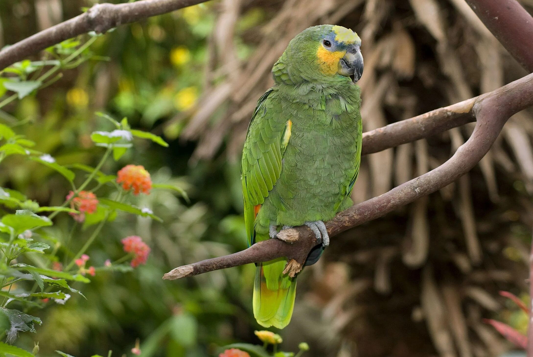 Топ амазона. Венесуэльский Амазон попугай. Синелобый амазонский попугай. Зеленый амазонский попугай. Попугай зеленый Амазон.