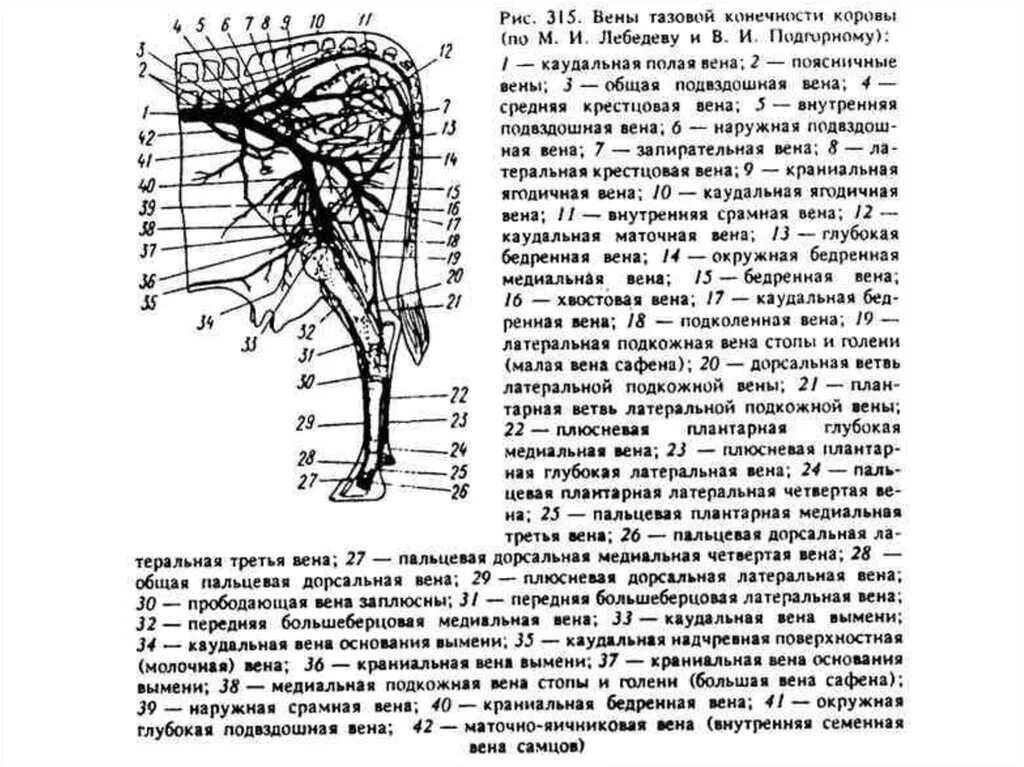 Кровообращение конечностей животных. Краниальная полая Вена у животных. Схема ветвления артерий грудной конечности. Кровеносные сосуды тазовой конечности животных. Артерии грудной и тазовой конечности животных.