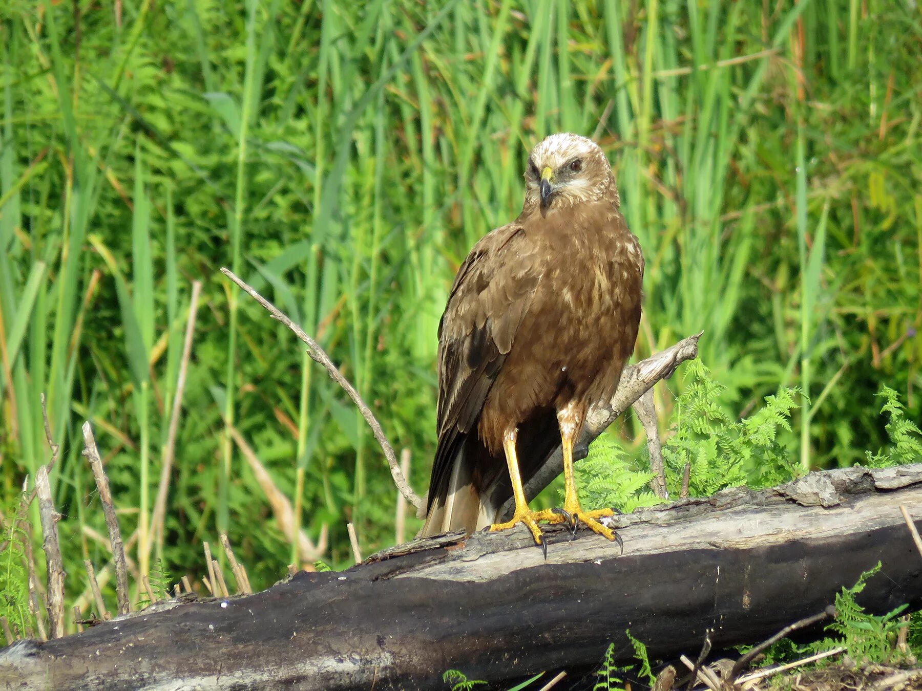 Жд вокзал болотное. Болотный (камышовый) лунь. Камышовый лунь. Восточный болотный лунь. Камышовый лунь.