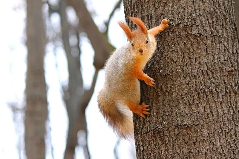 Обыкновенная белка беличьи. Беличьи. Много белка. Рассказ о белке. Обыкновенная белка.