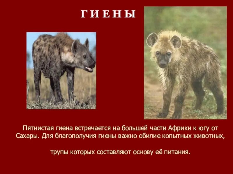 Презентация Животный мир Африки 7 класс - скачать бесплатно pptx