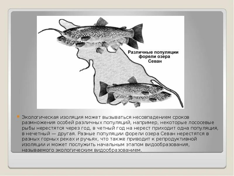 Изоляция севанской форели. Севанская форель экологическая изоляция. Экологическая изоляция популяции примеры. Форель озера Севан. Популяции Севанской форели.