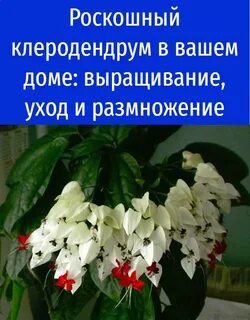 Клеродендрум томпсона размножение