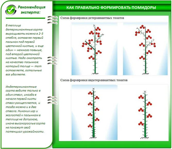 Как правильно формировать в теплице. Формирование детерминантных томатов в теплице схема. формирование помидоров в теплице из поликарбоната схема.